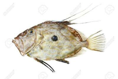 Wild John Dory