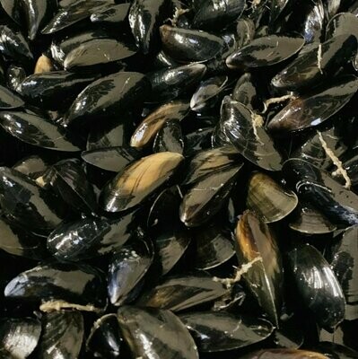 Live Mussels Live Mussels