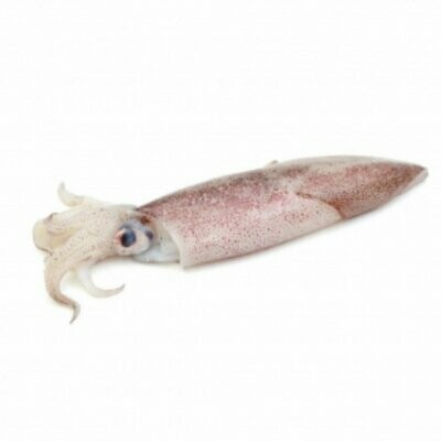 Squid Squid