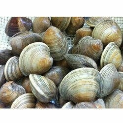Clams (Live)
