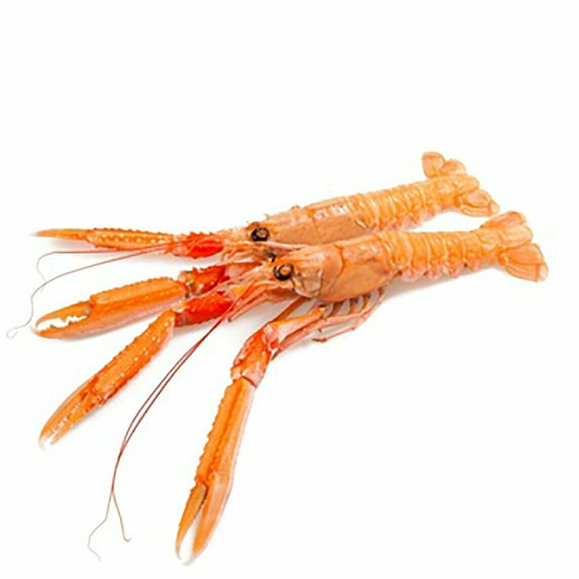 Langoustine Langoustine