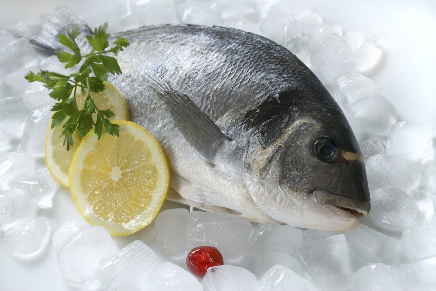 Gilt Head Bream Gilt Head Bream