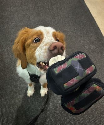 Harley-Davidson® Plush H-D Letters Holiday Plaid Pet Rope Toy, Black