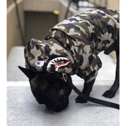 Pet Hypebeast Jacket