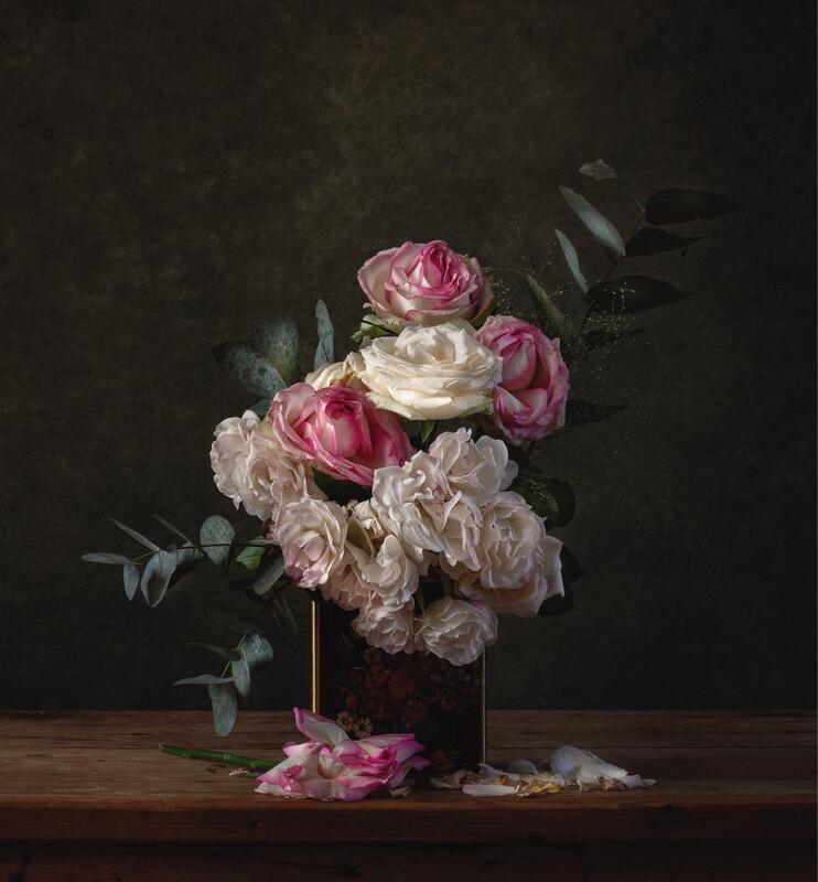 David Austen Roses