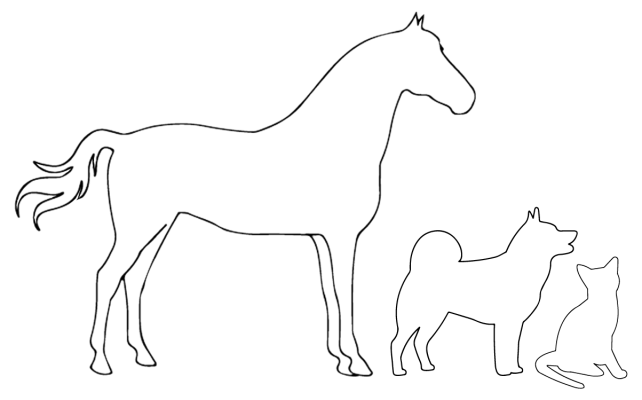 UltrasoundVet 4000