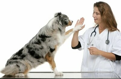 Laserterapia veterinaria per cavalli e animali domestici: trattamento mirato con luce laser per dolore, infiammazioni e recup