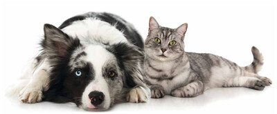 Tecarterapia veterinaria per cavalli e animali domestici: trattamento profondo per dolore, infiammazioni e recupero muscolare
