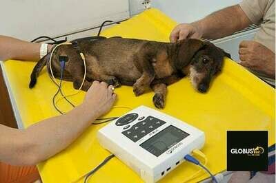 Elettroterapia veterinaria per cavalli e animali domestici: impulsi mirati per dolore muscolare, recupero e riabilitazione.