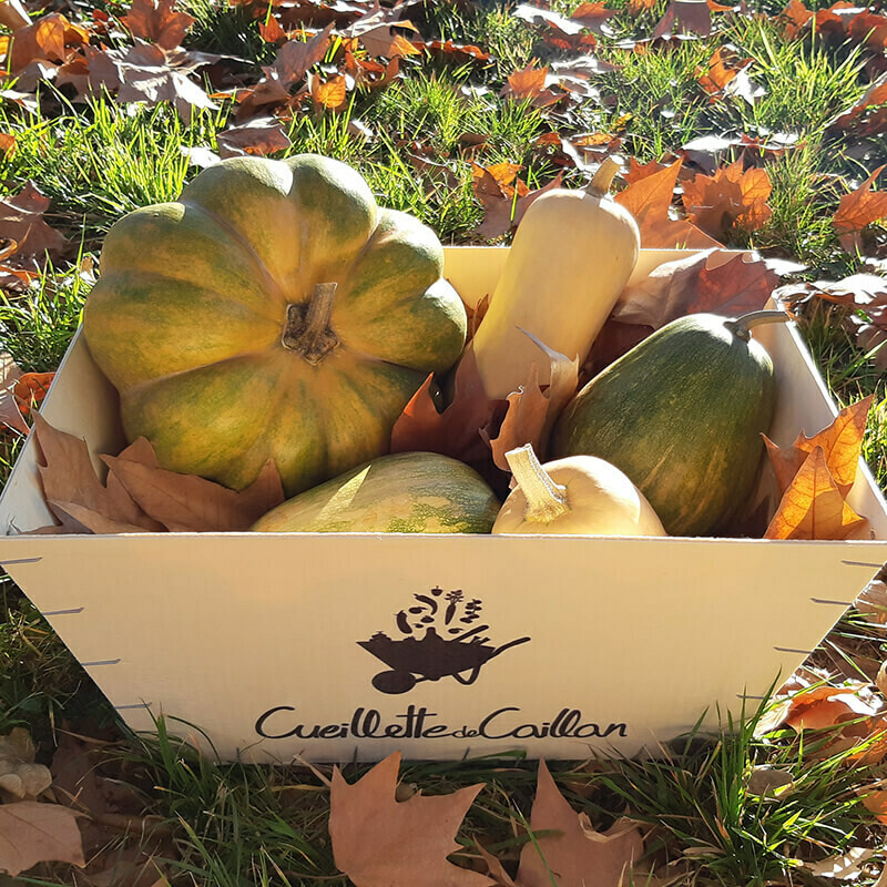 des courges ! des courges !