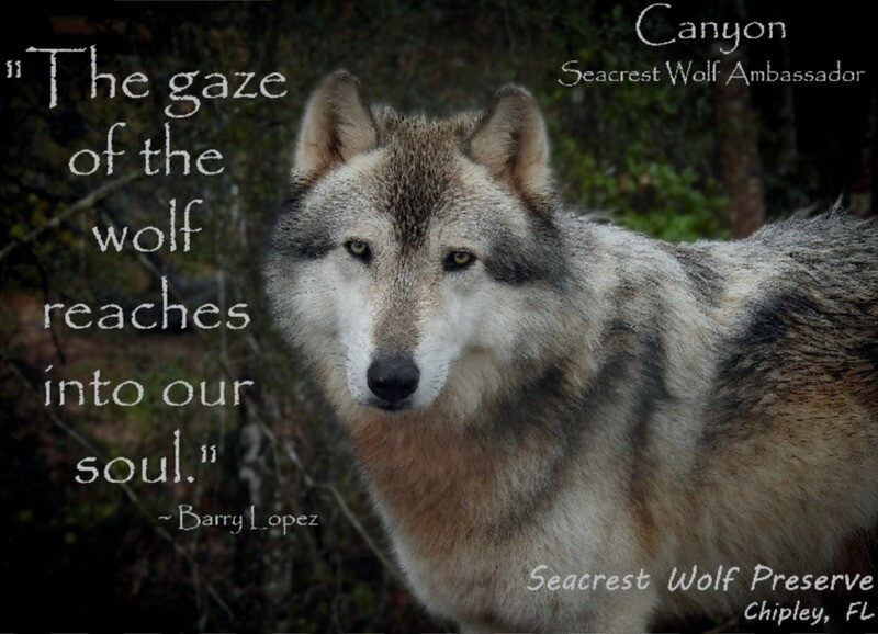 Sticker- “The gaze of the wolf reaches into our soul.&quot;