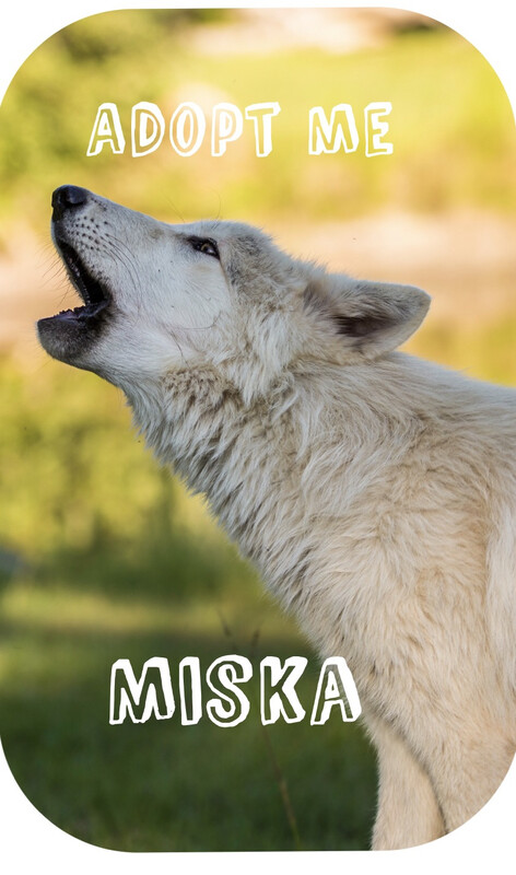 Adopt a Seacrest Wolf