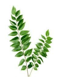 Curry Leaf / Kari Pata - Bundle