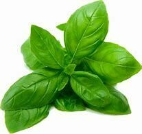 Basil - 100g