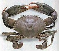 Mud Crab (Small/one leg broken) - 1000g