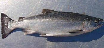 Salmon (Indian) / Ramas - 1000g (1 Pc/Kg)