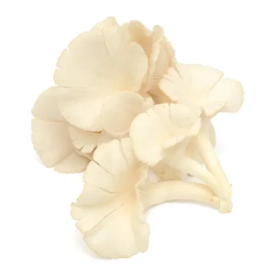 Oyster Mushrooms - 0.5kg