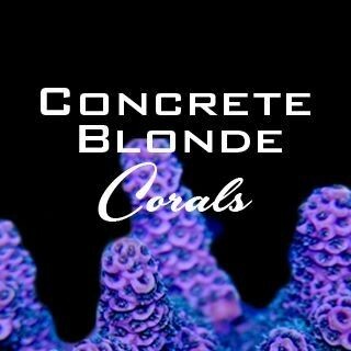 Concrete Blonde Corals