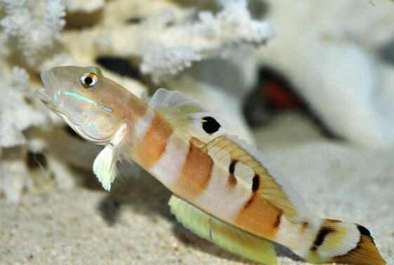 Tiger Watchman Shrimp Goby