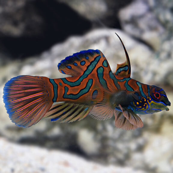 Red Mandarin Dragonet Green Fin