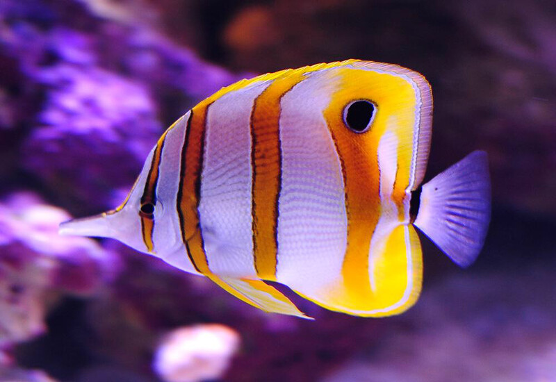 Copperband Butterflyfish