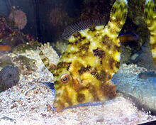 Matted Aiptasia Eating Filefish