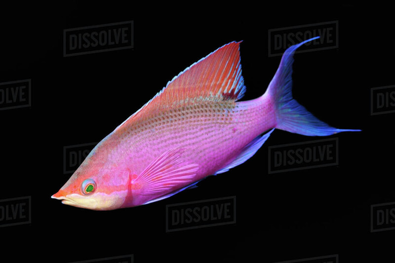 Purple Queen Anthias