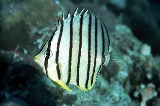 Eight Banded Butterflyfish