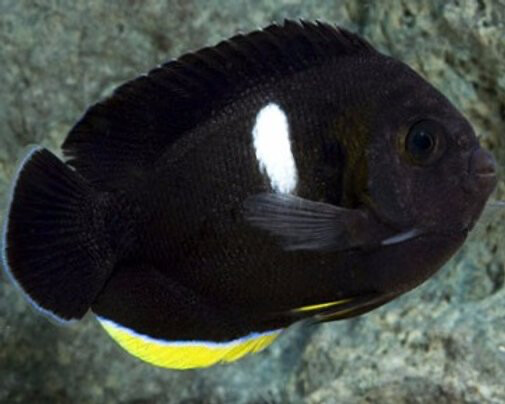 Keyhole Angelfish