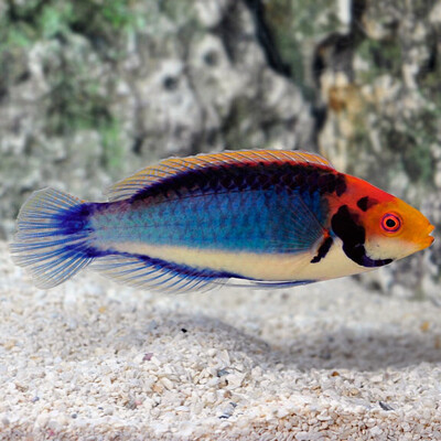 Red Headed Fairy Wrasse
