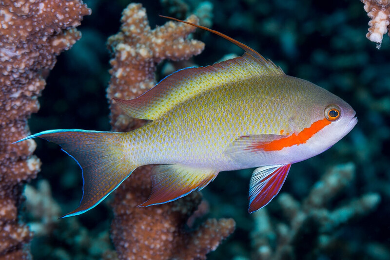 Huctii Anthias