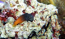 Bi-Colour Blenny