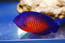 Coral Beauty Angelfish