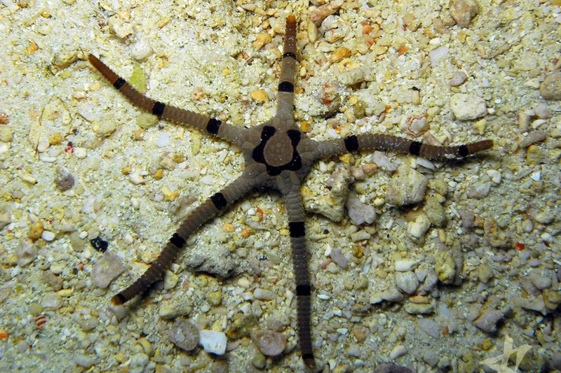 Banded Serpent Starfish