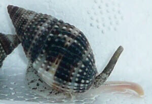 Nassarius Indo Snail