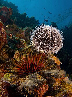 Coloured Pin Cushion Sea Urchin