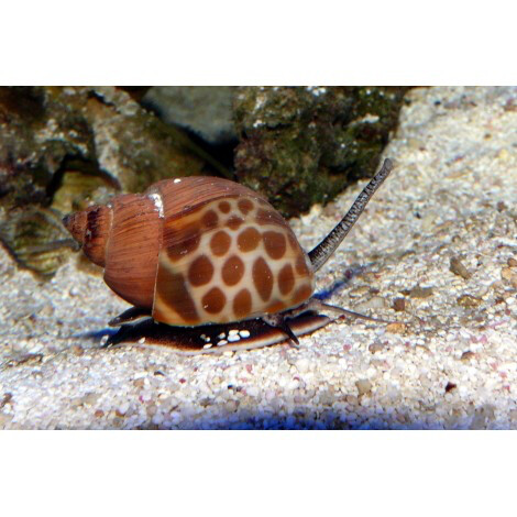 Brown Blotch Babylonia zeylancia/areolata