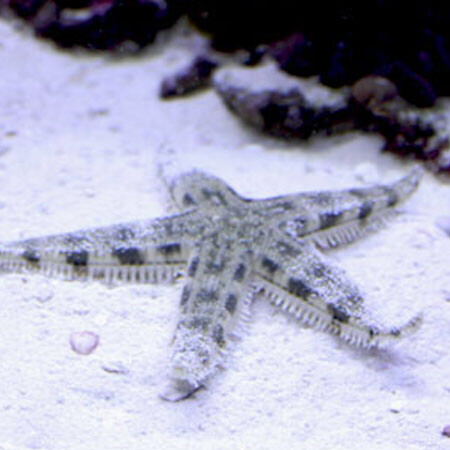 Sand Sifting Starfish