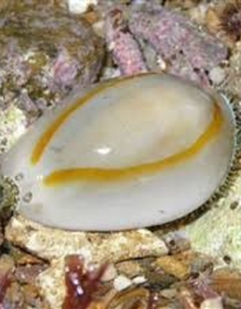 Ring Cowrie