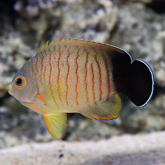 Eibli Angelfish