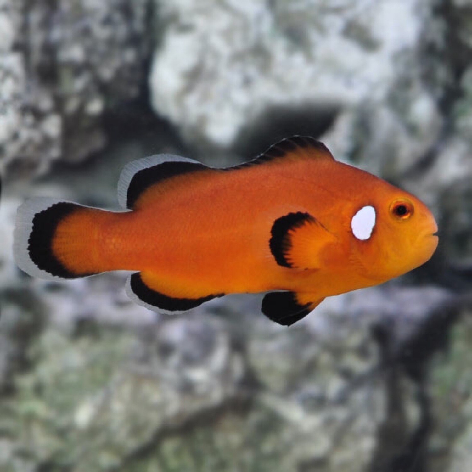 TR Nearly Naked Clownfish