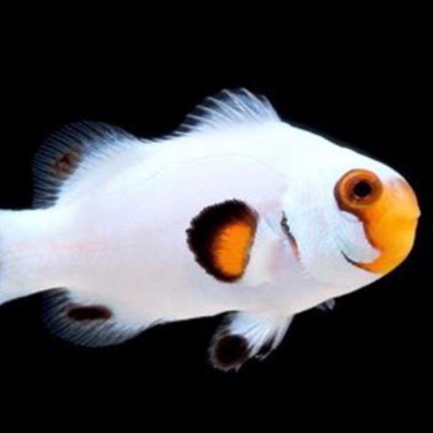 TR Wyoming White Clownfish