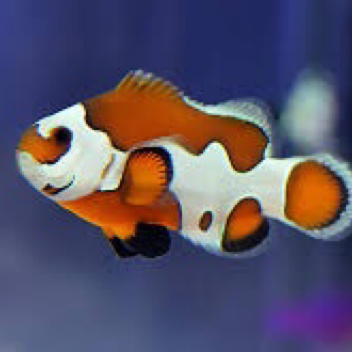 TR Orange Storm Clownfish