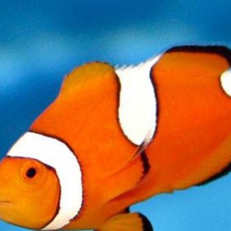 TR True Percula Misbar Clownfish