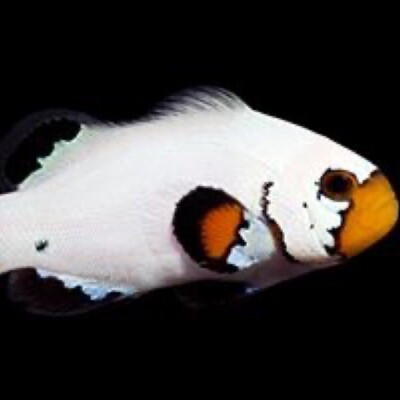 TR Flurry Clownfish