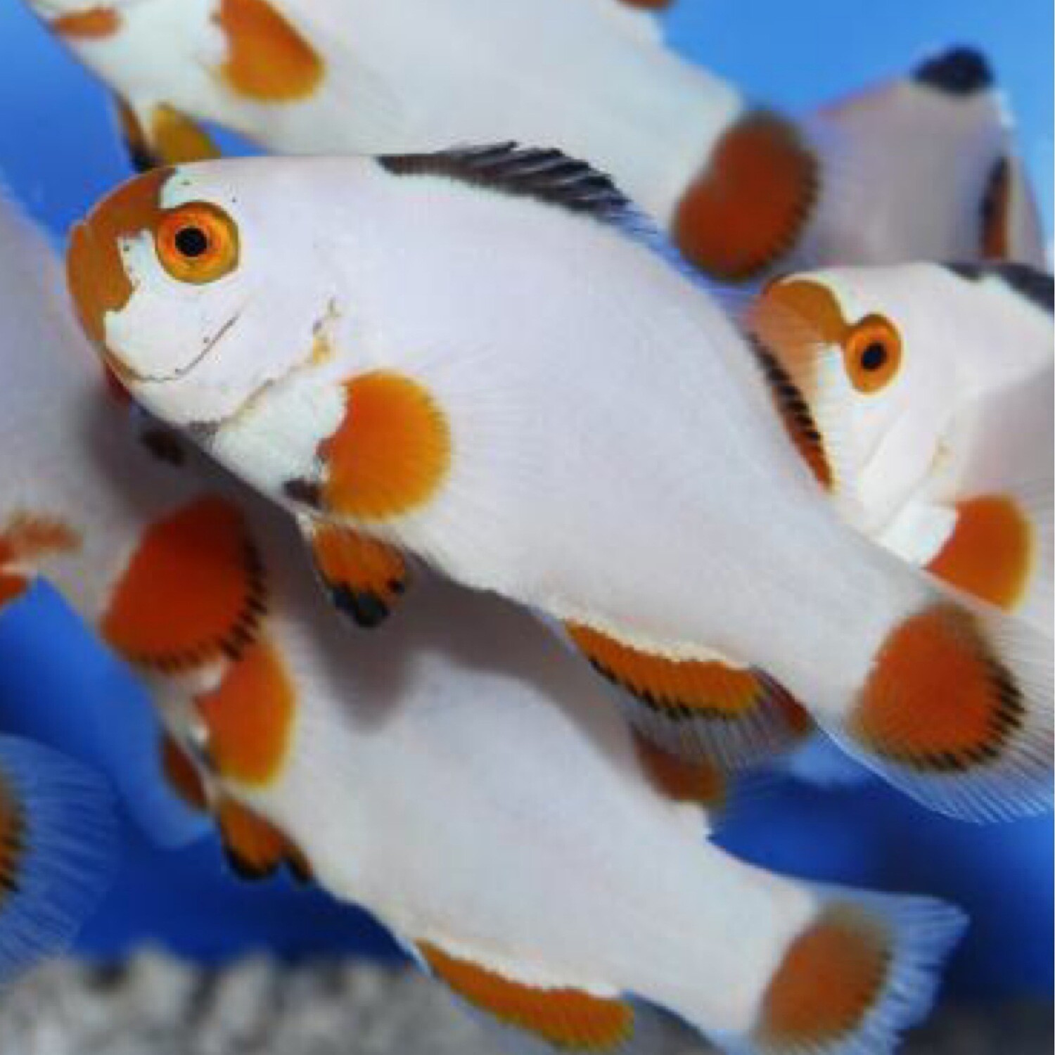 TR Maine Blizzard Clownfish