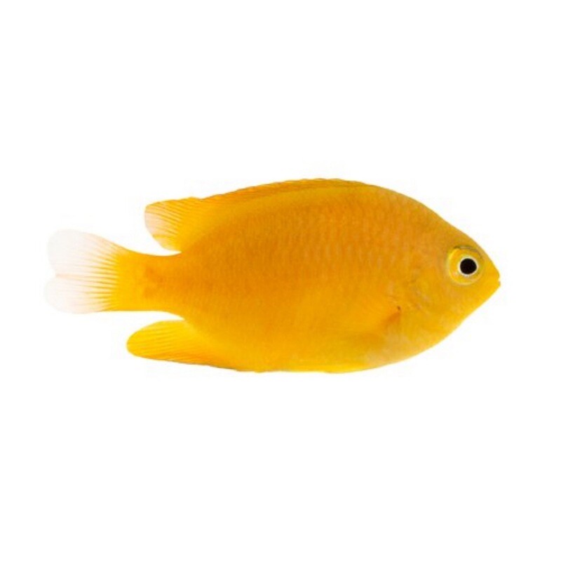 Lemon Damsel
