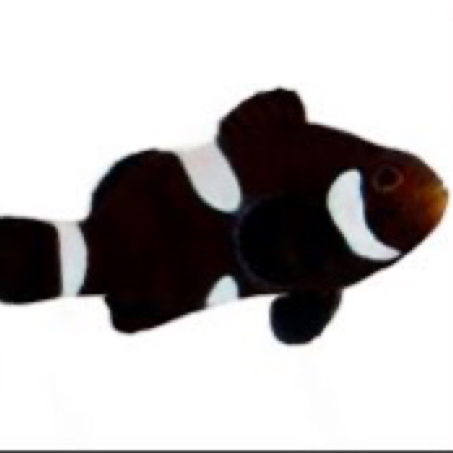 TR Darwin Black Misbar Clownfish