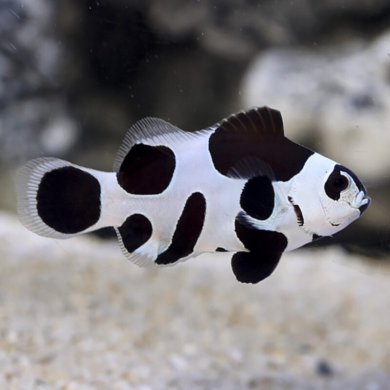 TR Black Storm Clownfish