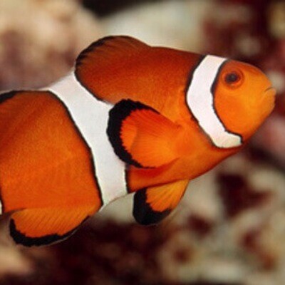 TR Ocellaris Clownfish